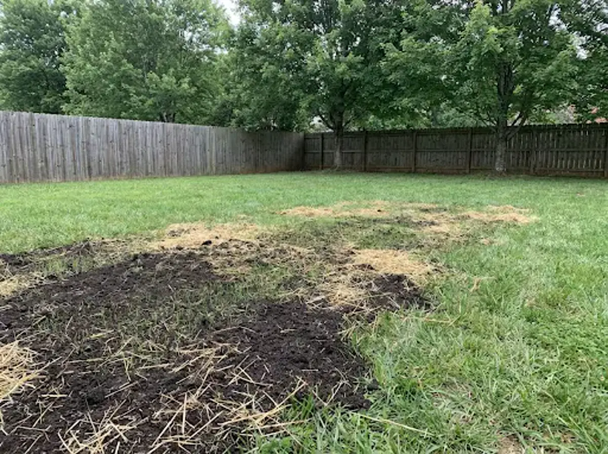 A lawn where a stump was ground out, covered with fresh soil, straw and new grass seed