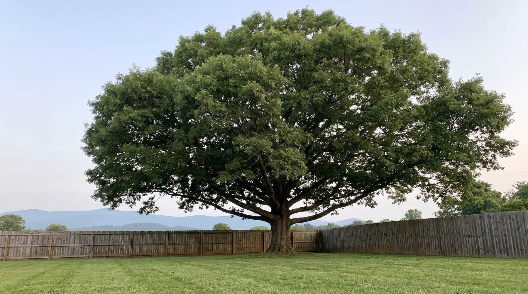 A large healthy oak tree in a backyard with mountains in the distance